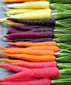 Mix de semillas zanahorias F1 Naranja, amarilla, roja y púrpura 1 gr