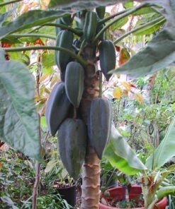 Papayo Tropical - Babaco Grande