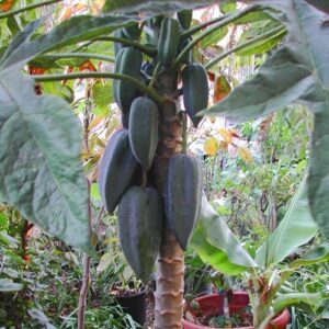 Papayo Tropical - Babaco Grande