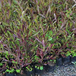 Stenocarpo Rojo en bolsa de 30 cm