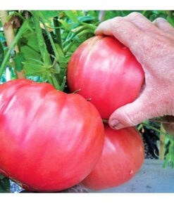 Sobre Semillas Tomate Antiguo # 46 Hoja de Papa 10 Semillas