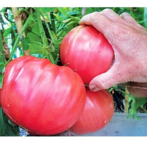 Sobre Semillas Tomate Antiguo Orgánico # 46 Hoja de Papa 10 Semillas