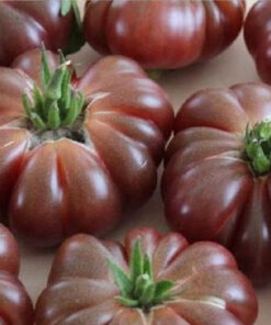 Sobre Semillas Tomate Antiguo # 49 Purple Calabash 5 semillas