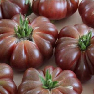 Sobre Semillas Tomate Antiguo Orgánico # 49 Purple Calabash 5 semillas