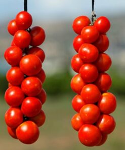 Sobre Semillas Tomate Antiguo # 50 De Colgar 10 semillas