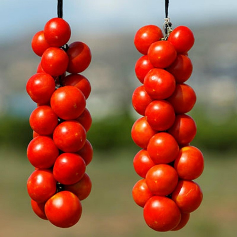 Racimos y botones florales embolsados de tomate 'Durinta': a