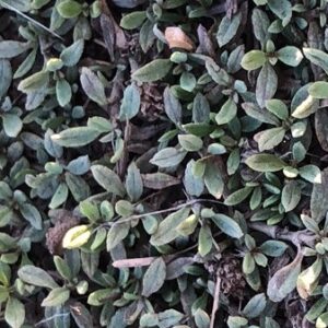 Cubresuelos de bajo consumo de agua Tiqui Tiqui en bolsa