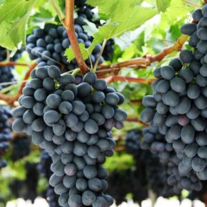 Parra Pomar - negra con pepas