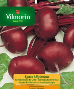 Sobre Semillas Vilmorin Betarraga Egipto