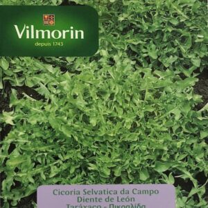 Sobre Semillas Vilmorin Diente de león (achicoria de campo)