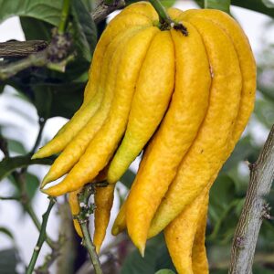 Arbol Mano de Buda Grande Mano de Buda